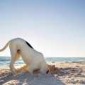 dog beach dog beach