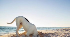 dog beach