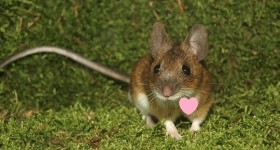 field mouse