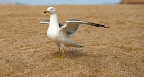 seagull