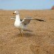 seagull