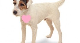 terrier